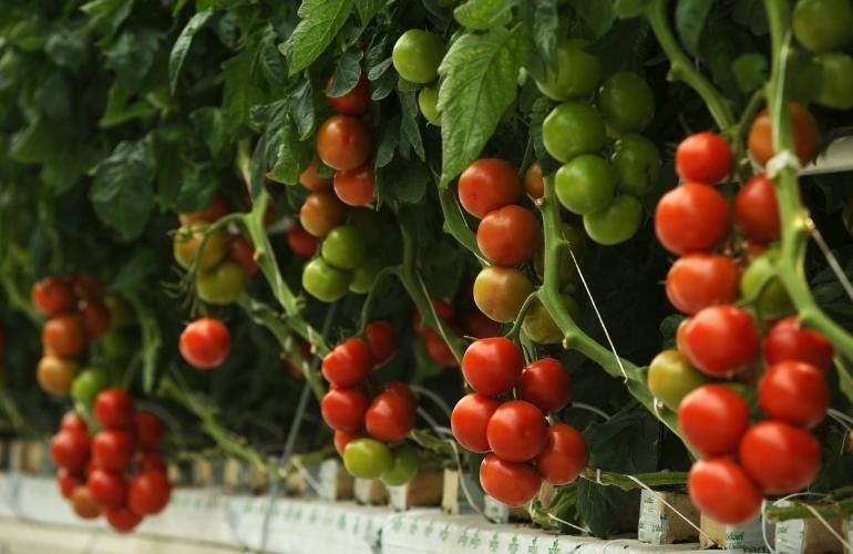 Fresh tomatoes in a greenhouse