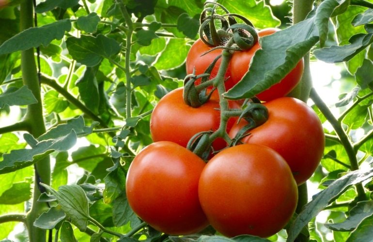 Fruit in greenhouse