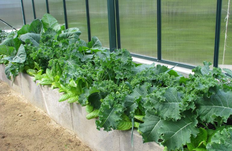 Greenhouse Growing Area