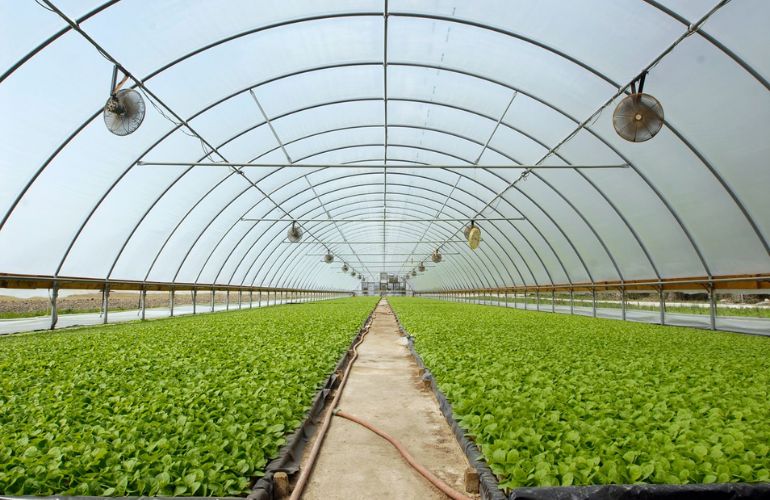 Greenhouse Made of Plastic Film