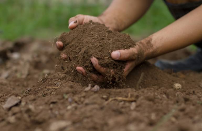 Greenhouse Soil for Tomatoes