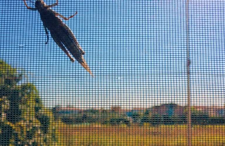 Greenhouse insect netting