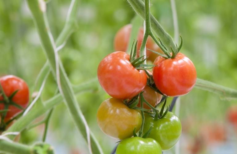 Growing Tomato in a Greenhouse