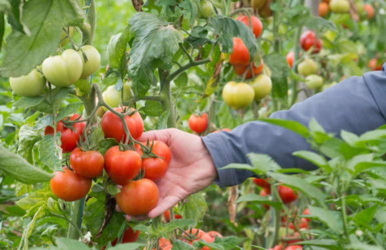 Growing tomatoes in a greenhouse