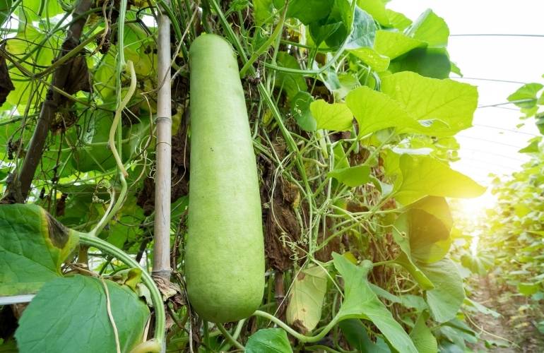 Growing vegetables in a greenhouse