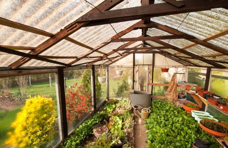 Growing vegetables in a greenhouse