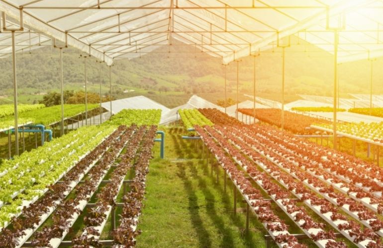 High profile large greenhouse