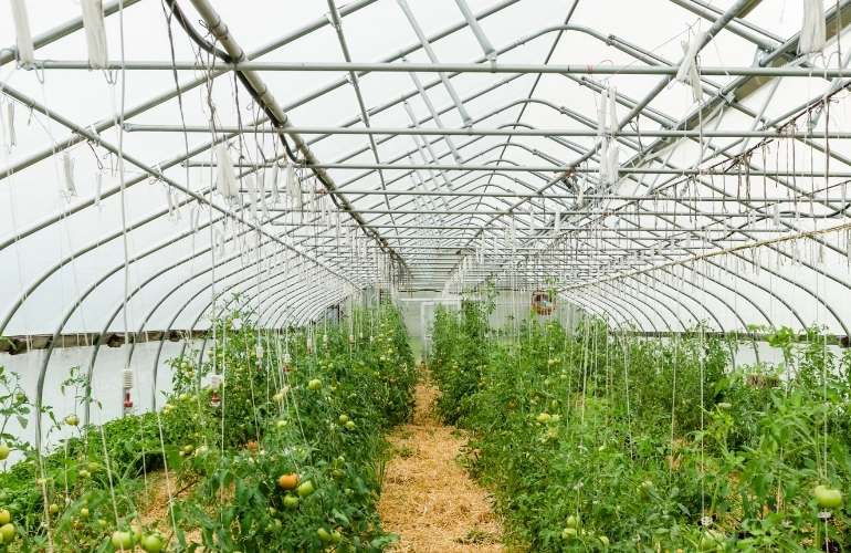 High quality tomato greenhouse
