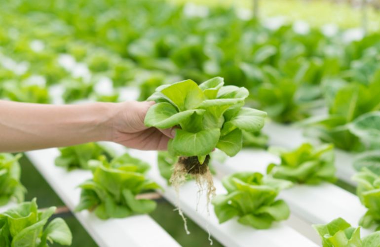 Hydroponics