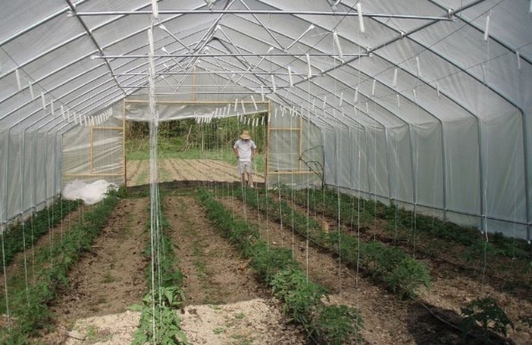 Installing a tomato greenhouse