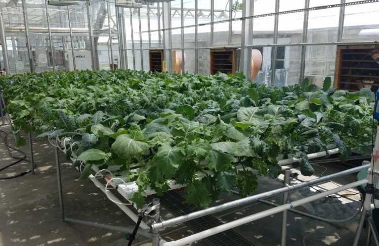 Kale in vegetable greenhouse