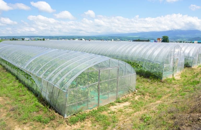 Large Greenhouse
