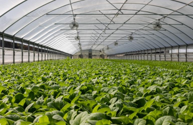 Large greenhouse system