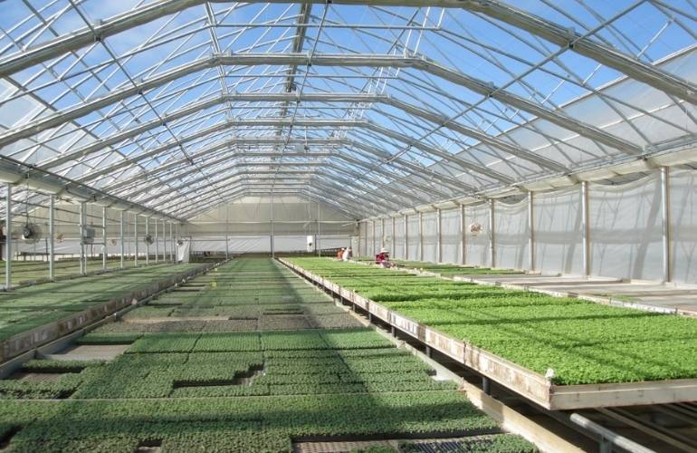 Large greenhouse