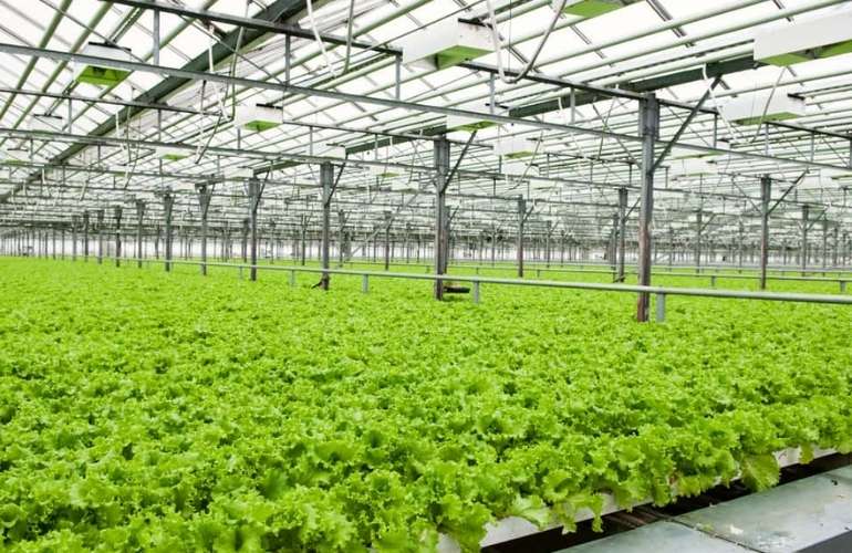 Leafy vegetables in a greenhouse