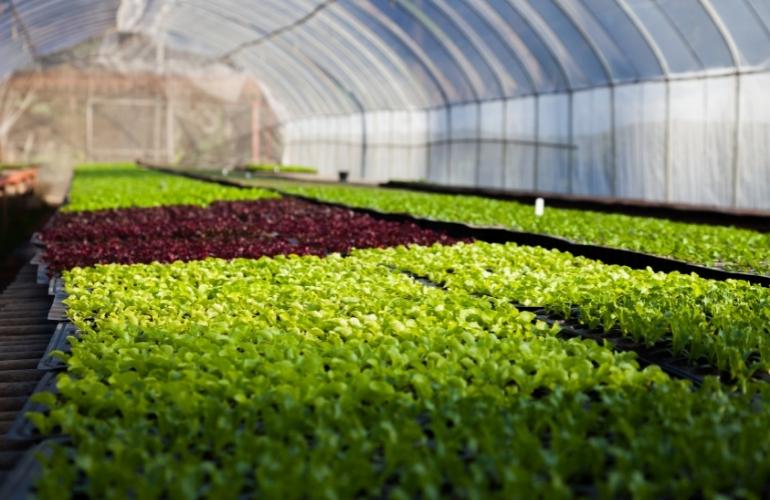 Long Lasting Multispan Greenhouse