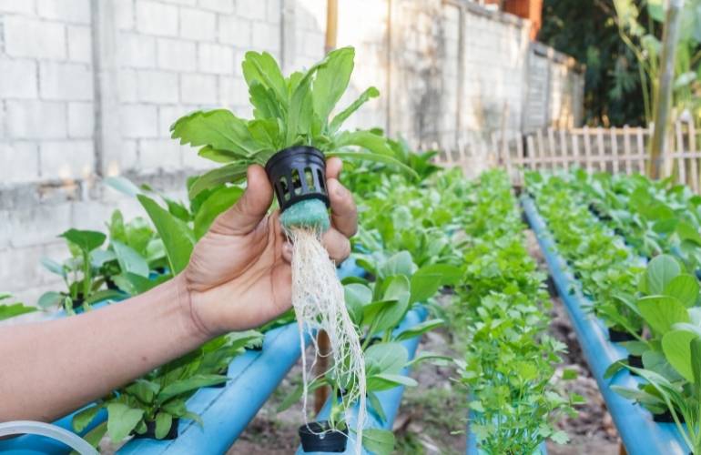 Low-cost vegetable greenhouse