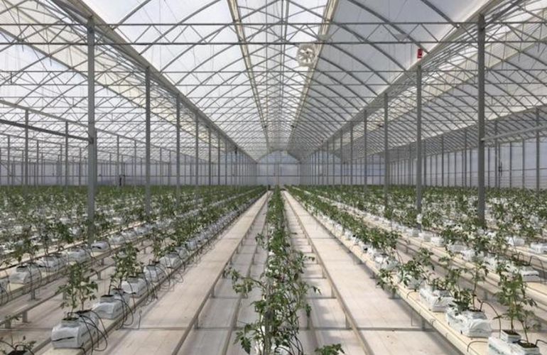 Multispan Greenhouse