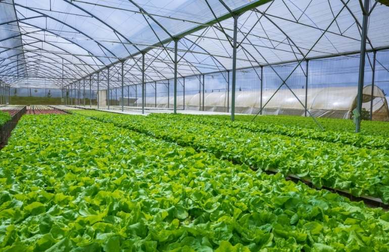 Newly build industrial greenhouse
