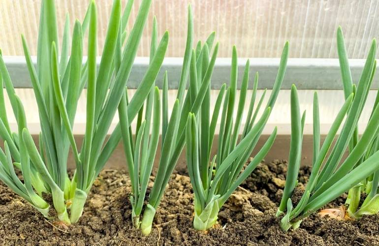 Onions in vegetable greenhouse