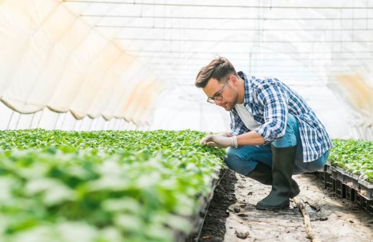 Pest management in a vegetable greenhouse