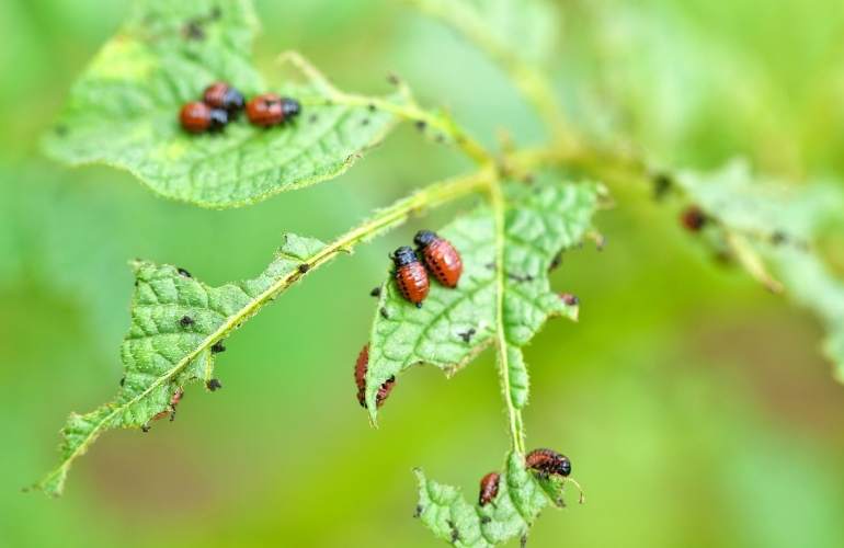 Pests in greenhouse