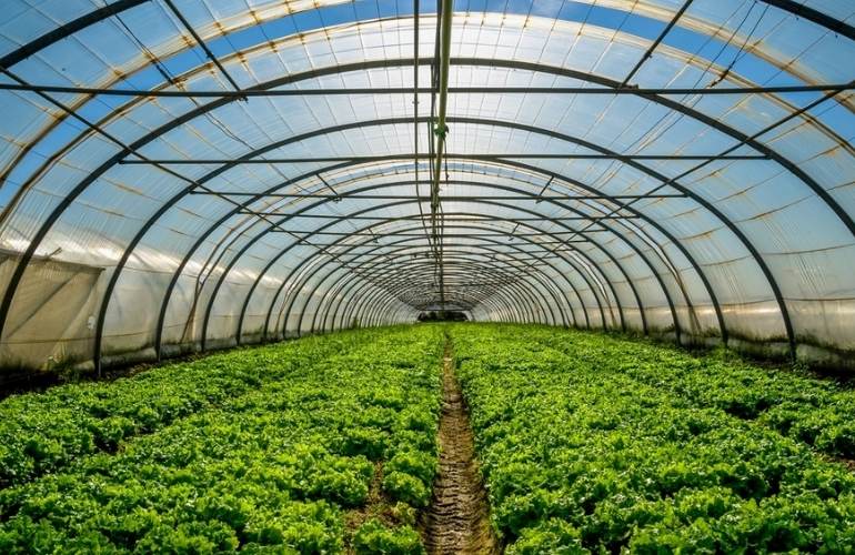 Plants capable of being cultivated in a greenhouse