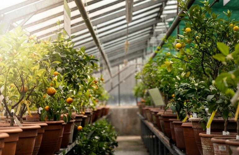 Plants that thrive in small greenhouse
