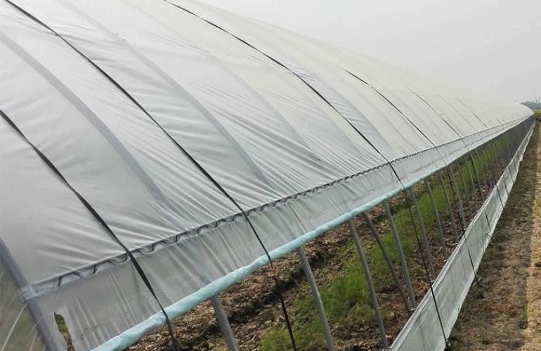 Plastic film greenhouse