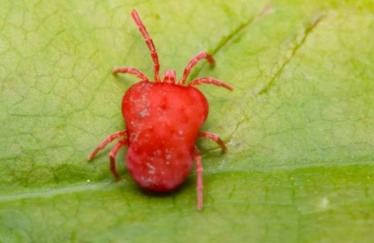 Red spider in Greenhouse