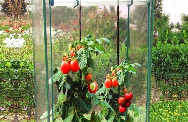 Small tomatoes greenhouse