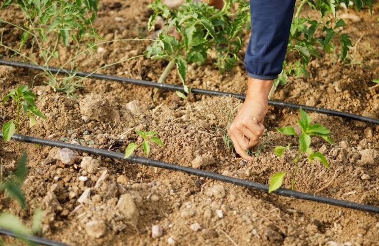 System of drip irrigation