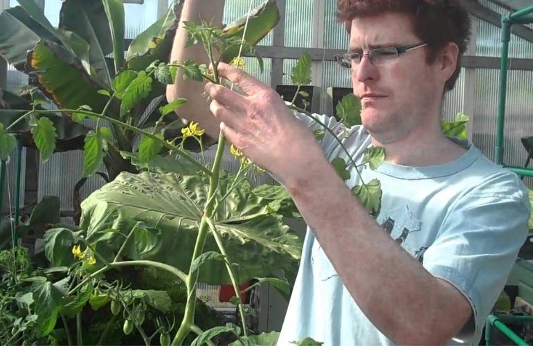 Taking care of a greenhouse tomato plant