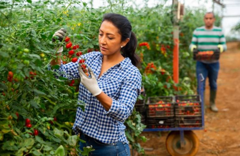 Taking care of tomatoes in a greenhouse