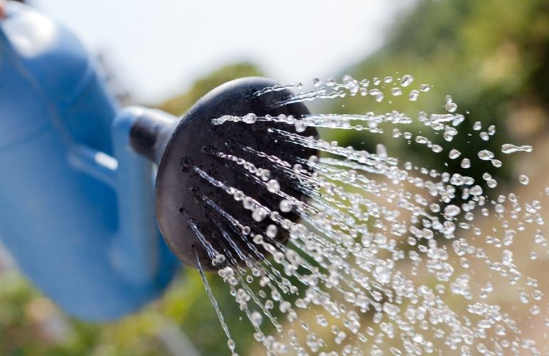 To avoid pests and illnesses in a hot greenhouse, it is vital to keep the leaves moist