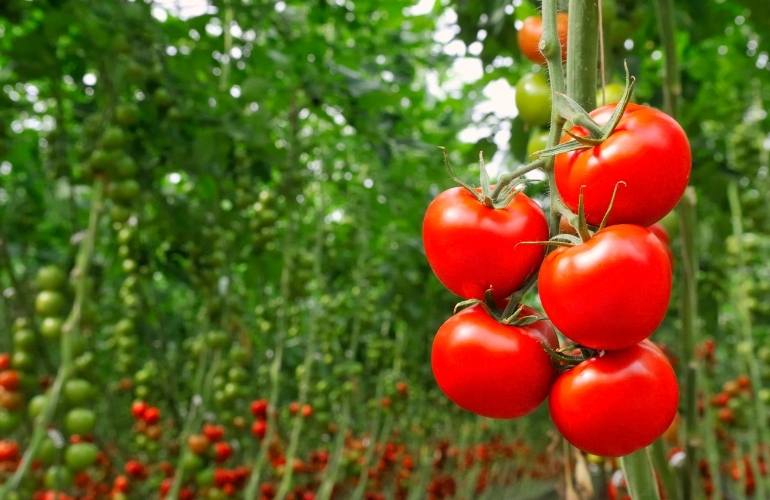 Tomato Growing in a Tomato Greenhouse