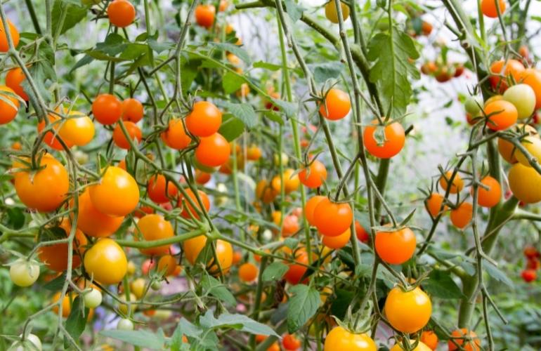 Tomato greenhouse