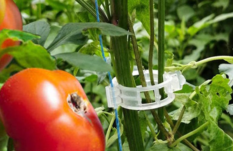 Tomato greenhouse clip