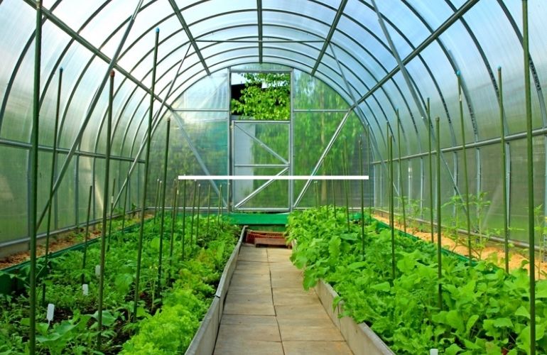 Tomato greenhouse glazing material