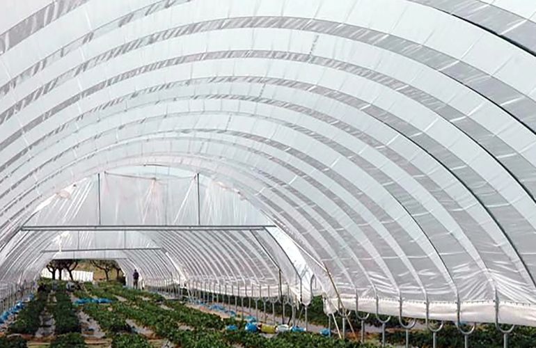 Tomato greenhouse glazing