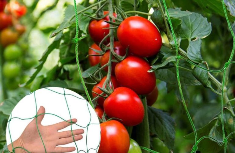 Tomato greenhouse net