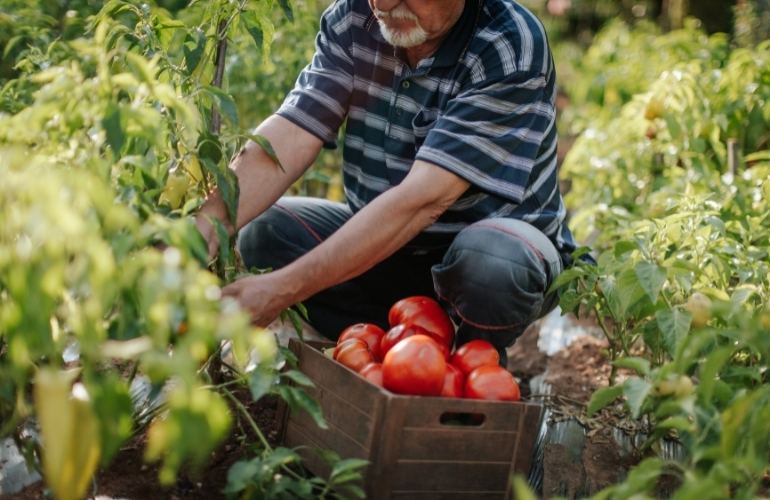 Tomatoes Grown in a Hot Greenhouse