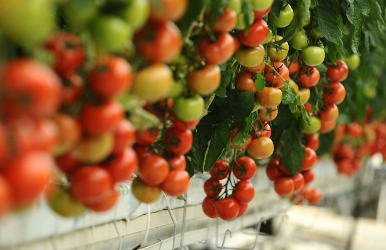 Tomatoes in Elife greenhouse