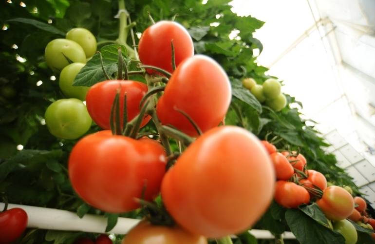 Tomatoes in a greenhouse