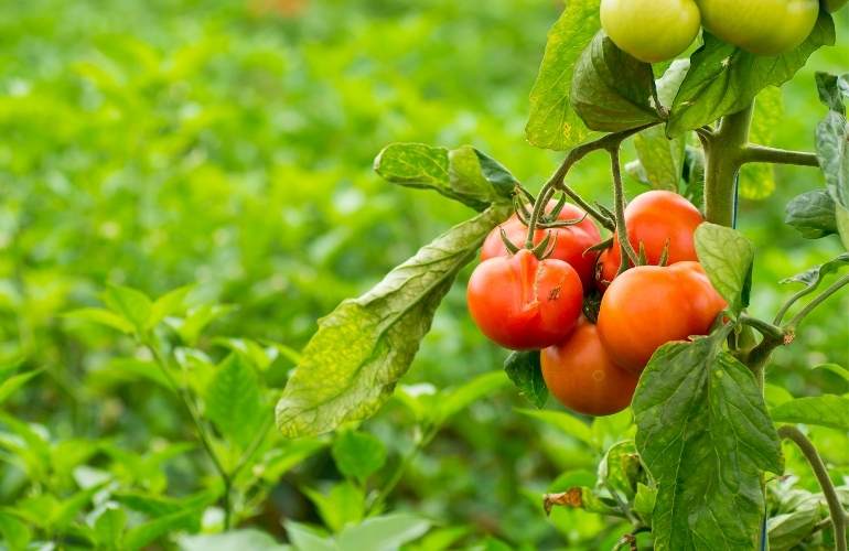 Tomatoes in a greenhouse