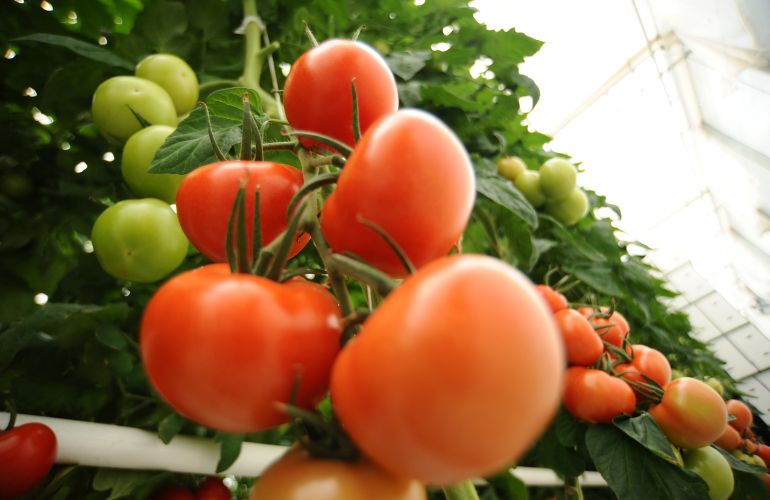 Tomatoes in a greenhouse