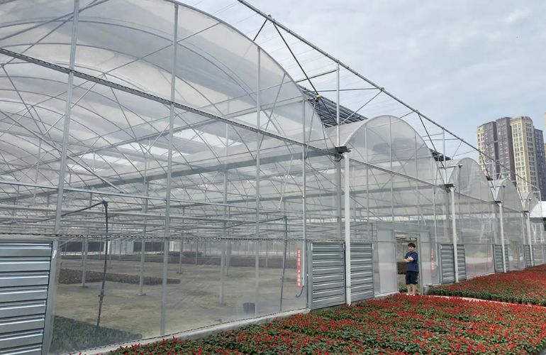 Transparent multi-span greenhouse