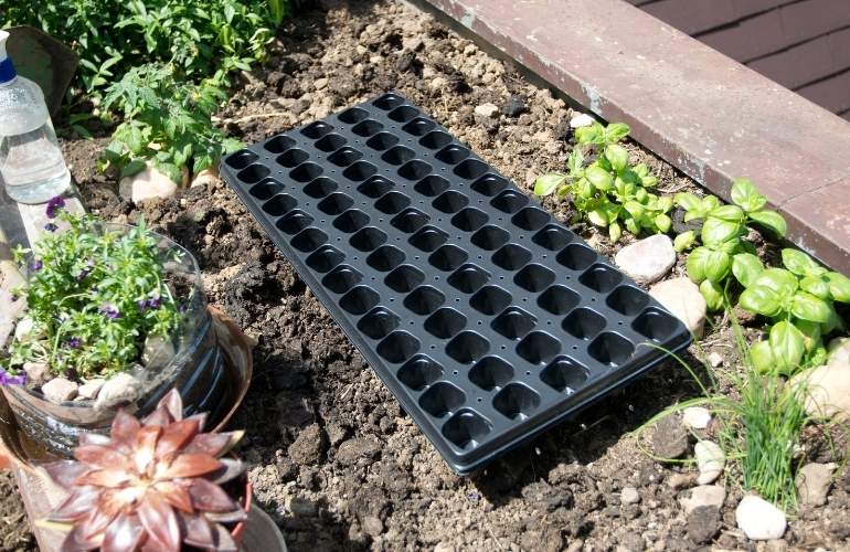 Tray for seedlings