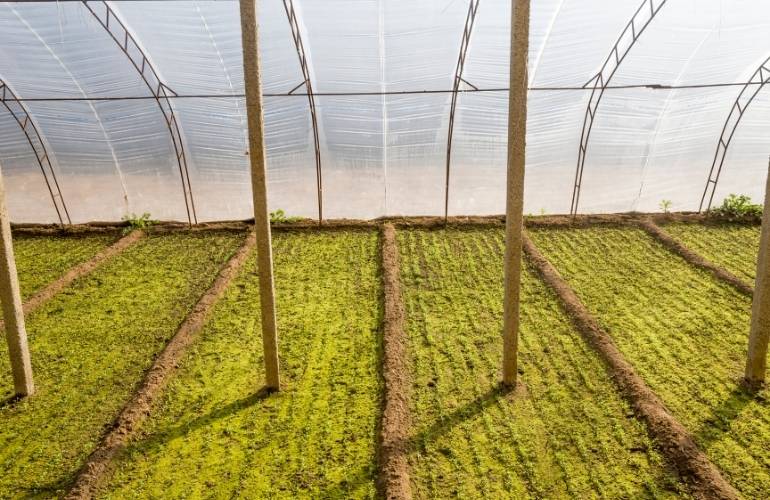 Vegetable Greenhouse