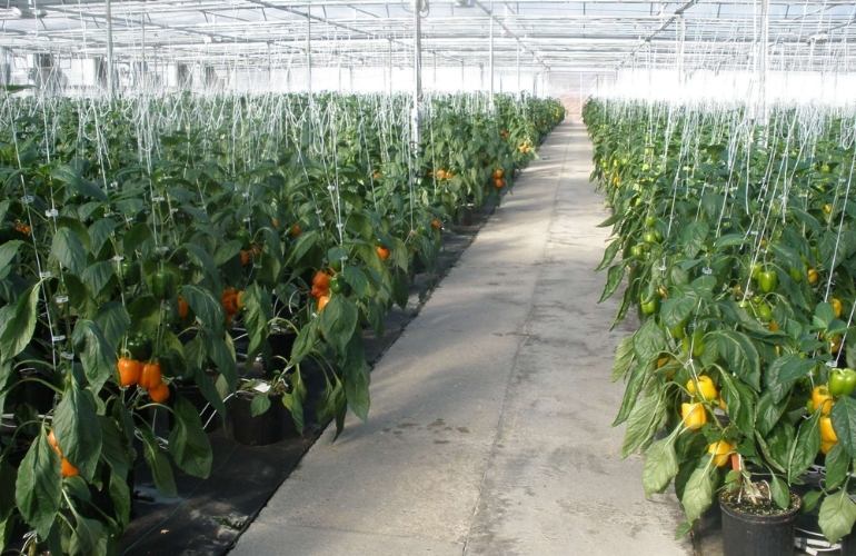 Vegetable greenhouse
